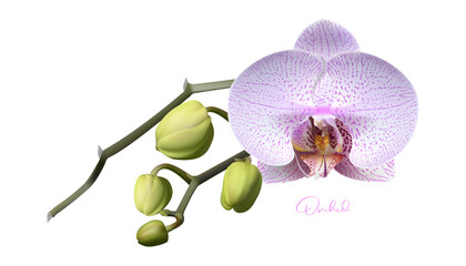 Isolated realistic vector orchid © Hong.W.Jean