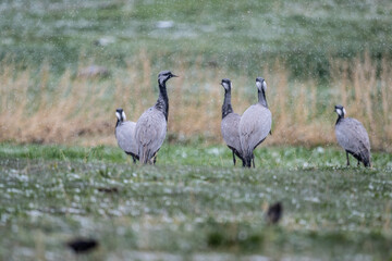 a flock of common cranes on a green lawn against a gray sky and falling snow in May