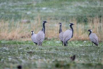 a flock of common cranes on a green lawn against a gray sky and falling snow in May