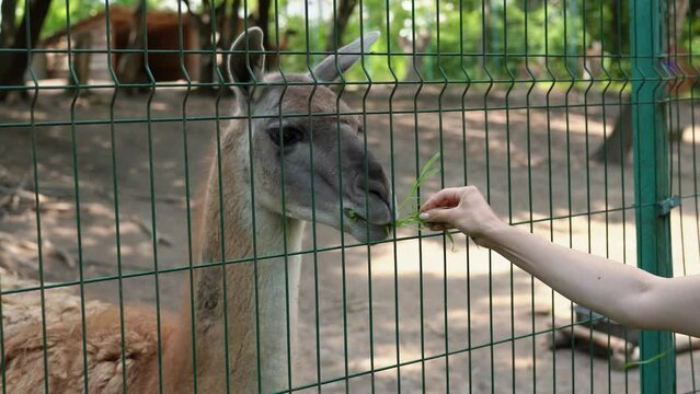 Girl hand feeding furry lama. Happy young european woman feeds grass to fluffy guanaco in a wildlife park. Family leisure and activity for vacations or weekend in zoo with llamas and alpacas. 4k 25FPS