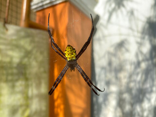 yellow bellied spider or Argiope appensa is preying on an insect trapped in its web