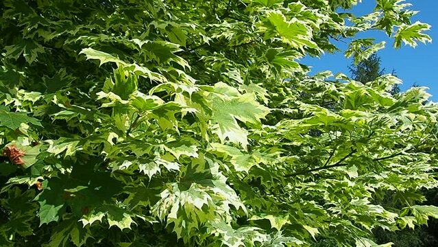 Acer platanoides is a woody plant, Acer maple genus of the Sapindaceae family (previously this genus was assigned to the Maple family). Drummondi - with white-bordered leaves. Karelia. Slow motion