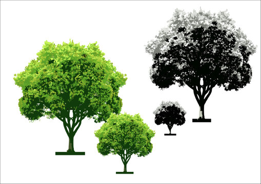 nature trees icons colored classic sketch