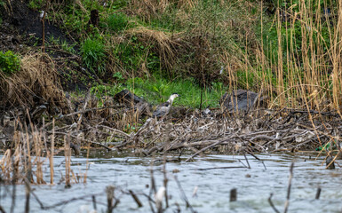 gray heron hunting in the reeds in the early spring morning