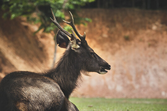 portrait of sambar deer at khaoyai national park thailand