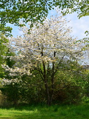 Fototapeta na wymiar Bloom Tree in Park in Spring in the Town Walsrode, Lower Saxony