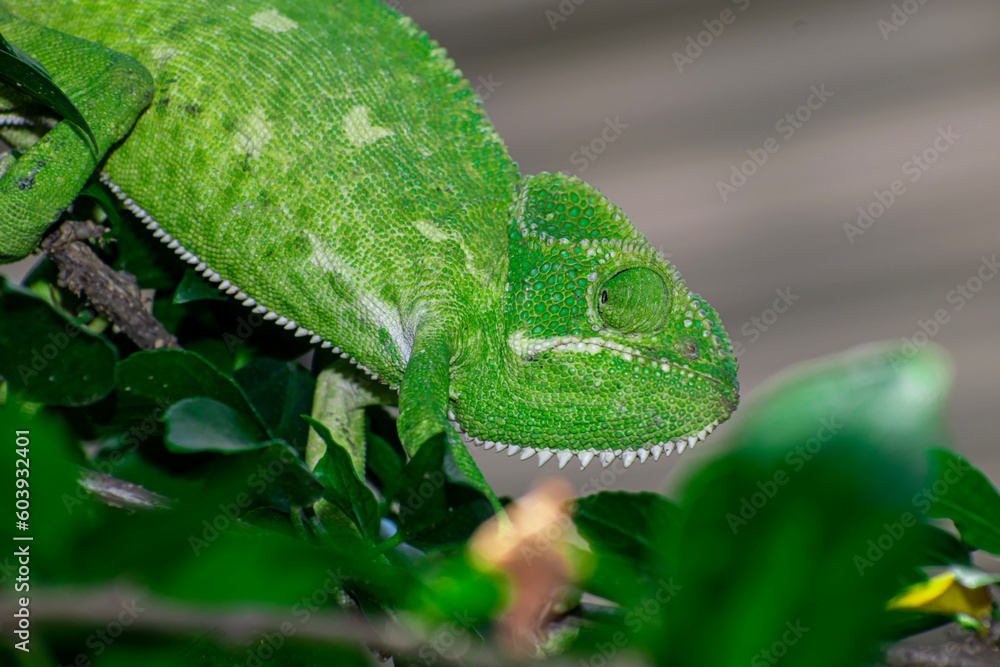 Wall mural Beautifu chameleons (chamaeleonidae) , chameleons in branch neture green background