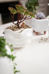 Aeonium Green Tea Succulent in a white ceramic pot with decorative small house