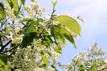 blossoming tree with white flowers under the rays of the sun