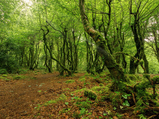 Nature scene in a forest with lush green trees and red orange fallen leaf on the ground. Magic glowing light and mood. Barna woods, Galway, Ireland. Popular park area with beautiful scenery view.