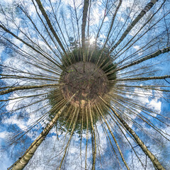 Spherical abstract aerial view in forest with clumsy branches. tiny planet transformation of spherical panorama 360 degrees. Curvature of space.