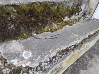 Il serpente a 2 teste