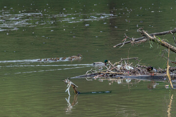 Nile geese in a river