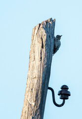 A woodpecker on a tree