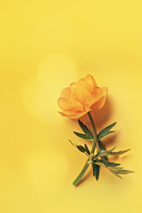 Fototapeta premium Yellow flower Trollius or Globeflower on yellow background, copy space, sun glare, minimal style flat lay, monochrome aesthetic botanical modern still life, natural blooming spring floret