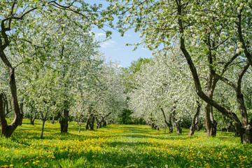 Fototapeta na wymiar blooming apple trees in the garden on green grass and a carpet of blooming yellow dandelions
