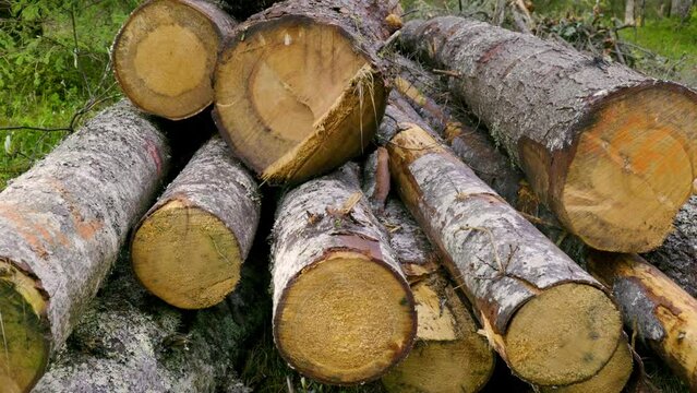 un mucchio di tronchi di abete tagliati ed impilati da boscaiololi in un bel bosco delle dolomiti, pronti per essere caricati