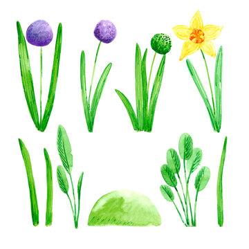 Hand drawn watercolor spring garden flowers with blooming hyacinth and daffodile on white background. Vintage illustration in rural style.