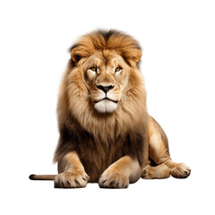 Isolated Lion on Transparent Background. AI