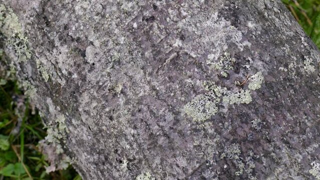 la bella corteccia di alcuni tronchi tagliati da boscaioli
