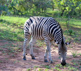 Fototapeta na wymiar Burchell's zebras (Equus quagga burchellii) in their natural surrounding : (pix Sanjiv Shukla)