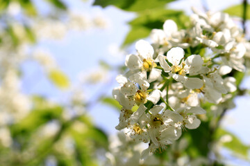 Blooming bird tree cherry (Prúnus pádus). Sunny spring day.
