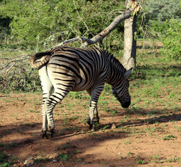 Burchell's zebras (Equus quagga burchellii) in their natural surrounding : (pix Sanjiv Shukla)