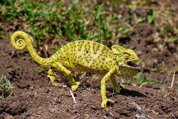 Beautifu chameleons (chamaeleonidae) , chameleons in branch neture green background
