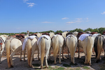 la fête du 1 er mai des chevaux en attente des gardians