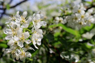 blossoming tree with white flowers clouse-up