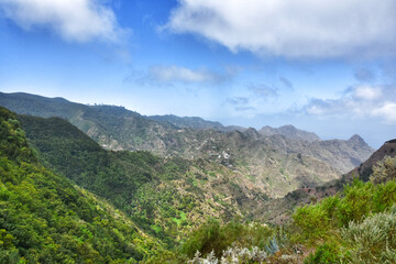 Fototapeta na wymiar Scenic view of laurel forest