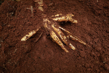 Big cassava field ready to harvest