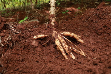Big cassava field ready to harvest