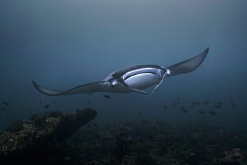 Manta ray fish coming right towards the camera in tropical waters