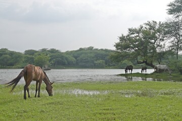 Horses in the meadow 