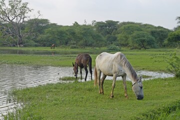 Fototapeta na wymiar Horses in the meadow 