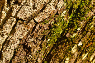 stem texture and detail, shot on macro