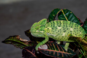 Beautifu chameleons (chamaeleonidae) , chameleons in branch neture green background