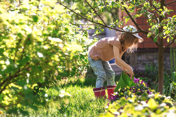 A little girl in pink rubber boots is watering flowers from a watering can in a summer garden, outdoors. The concept of gardening and teaching a child to work.