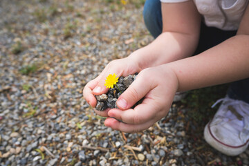 Hand holding Green young tree plant sprout growing out from the soil, environment earth day...