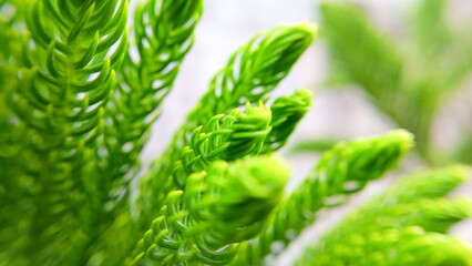 Close-up of a bokeh fir tree thorns texture