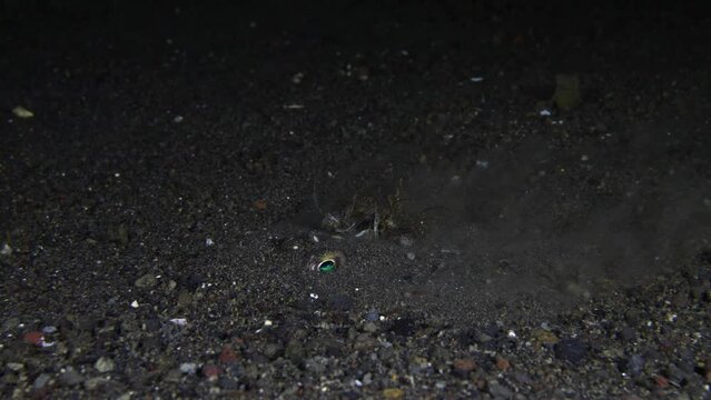 Puffer Fish - Yellow-Stripe Toadfish - Torquigener brevipinnis buries into the seabed at night. Sea life of Bali, Indonesia.