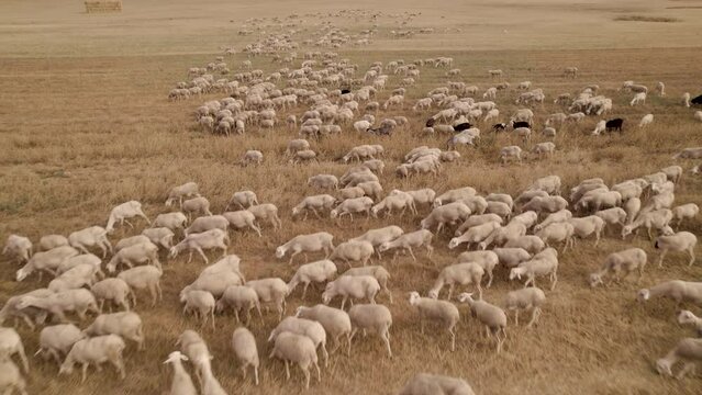 View from above of a flock (pack) of grazing sheep in the Agricultural Fields at sunset. Elevated view video of sheep walking on grassy field. Sheep, Transhumance, Spain.
