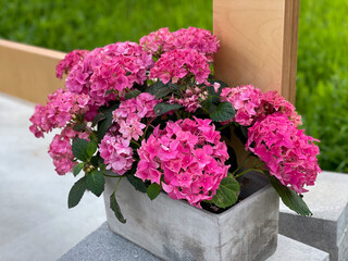 Vibrant pink Hydrangea hortensia flowers in decorative flower pot close up