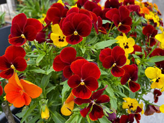 Beautiful red orange mixed blooming Viola Cornuta pansy flowers close up, floral wallpaper background with blooming pansies