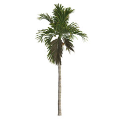 3d illustration of areca catechu palm isolated on transparent background