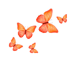 Obraz premium butterfly hand drawndesign vector