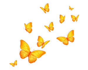 watercolor butterfly hand drawn design vector