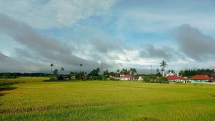 Colorfull and Fresh Flower Plants on The Green Environment