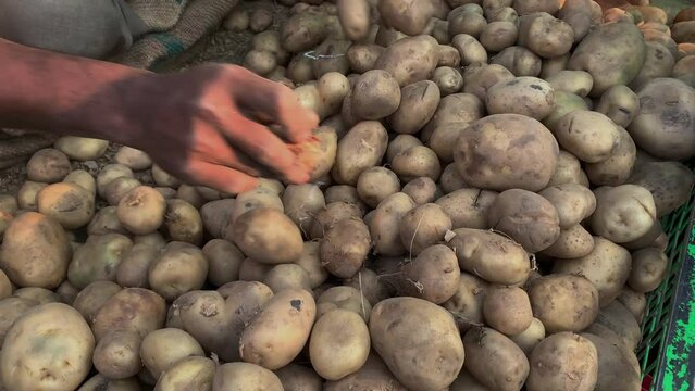 Farmer's hands show a heap of fresh raw potatoes at the local market